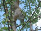 Kyle Pickering and Bobby McDowell walking across Canada Kyle Pickering and Bobby McDowell walking across Canada
